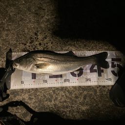 セイゴ（マルスズキ）