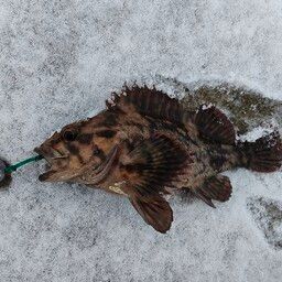 オウゴンムラソイ