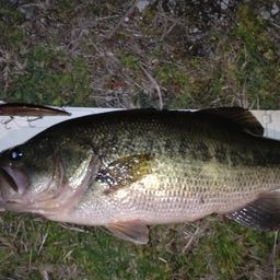 ラージマウスバス