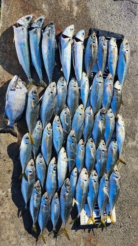 マアジの釣果