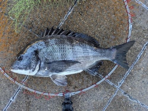 チヌの釣果