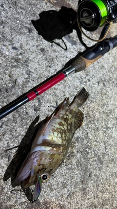アラカブの釣果