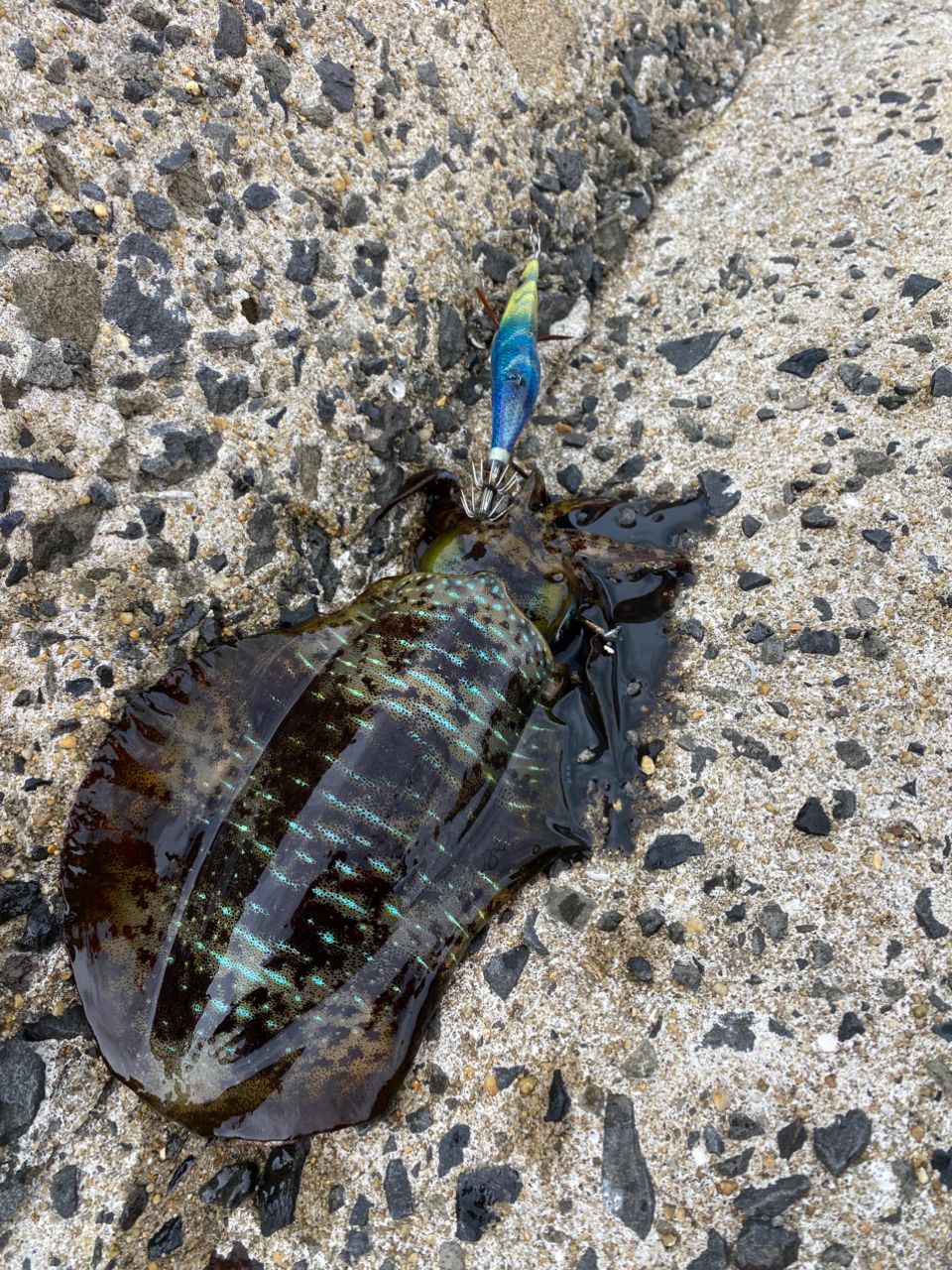 DAIWA 20エメラルダス AIR AGS 83Mの最安値・インプレ・釣果 | 本音の