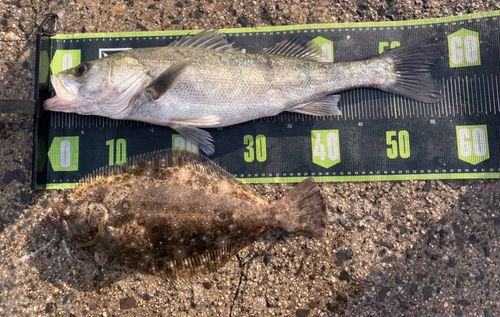 シーバスの釣果