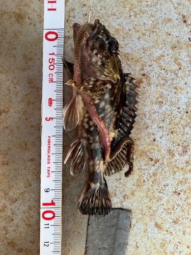 新舞子マリンパーク