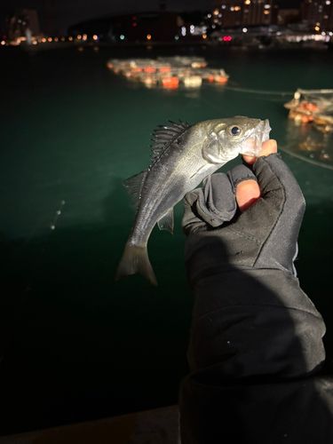 セイゴ（マルスズキ）の釣果