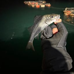 セイゴ（マルスズキ）