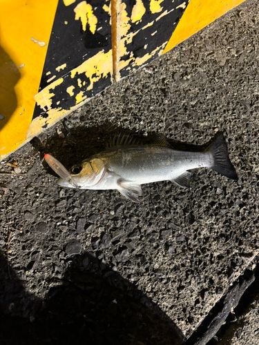 セイゴ（マルスズキ）の釣果