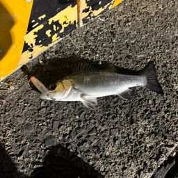 セイゴ（マルスズキ）