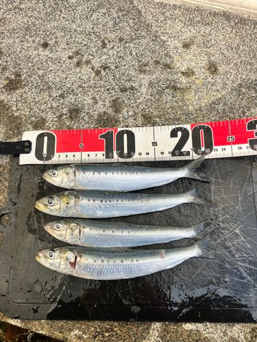 イワシの釣果