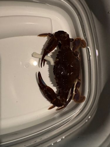 城南島海浜公園