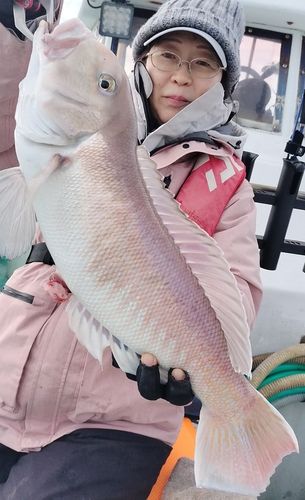 シロアマダイの釣果