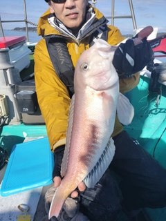 シロアマダイの釣果