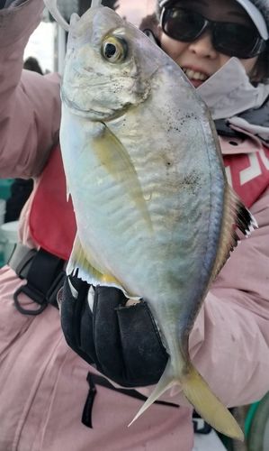 カイワリの釣果