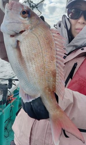 マダイの釣果