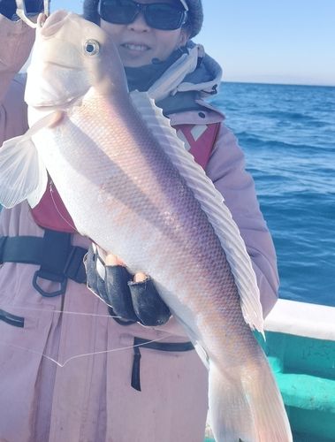 シロアマダイの釣果
