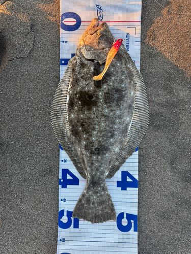 ヒラメの釣果