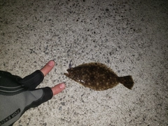 ヒラメの釣果