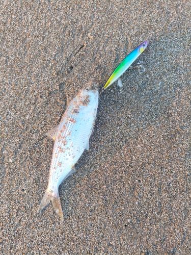 コノシロの釣果