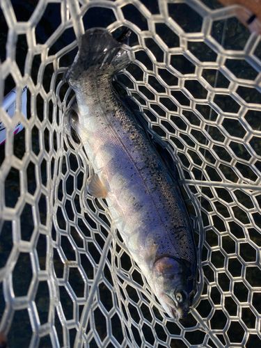 ニジマスの釣果