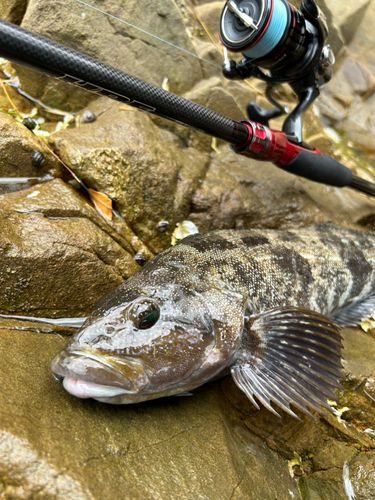 アイナメの釣果
