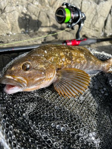 アイナメの釣果