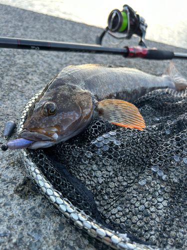 アイナメの釣果