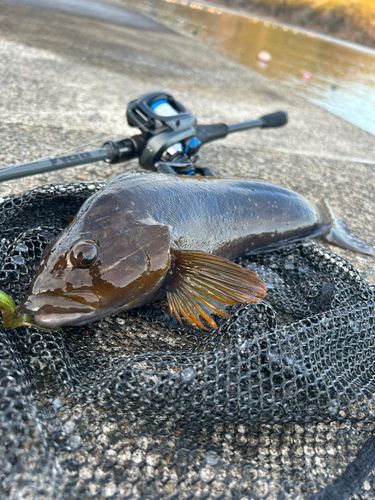 アイナメの釣果
