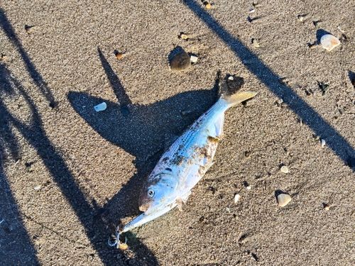 コノシロの釣果