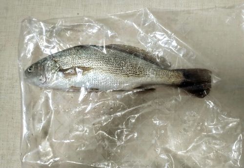 イシモチの釣果