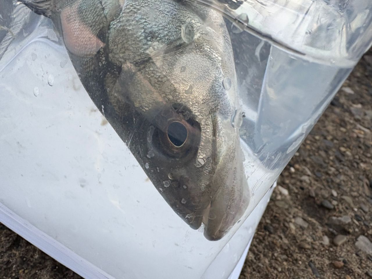 セイゴ（マルスズキ）