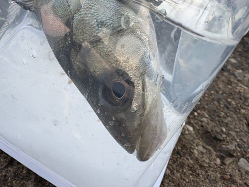セイゴ（マルスズキ）の釣果
