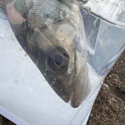 セイゴ（マルスズキ）