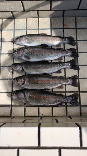 ニジマスの釣果