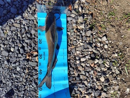 アメリカンキャットフィッシュの釣果