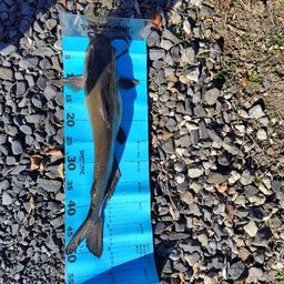 アメリカンキャットフィッシュ