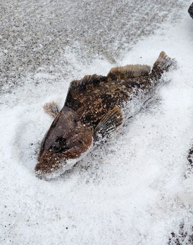 アイナメの釣果