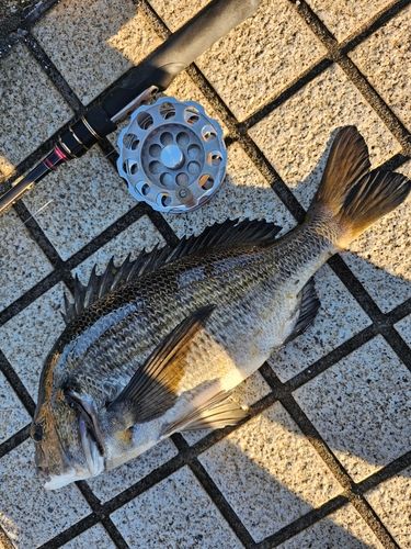 クロダイの釣果