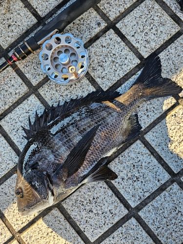 クロダイの釣果