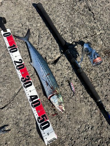 サゴシの釣果