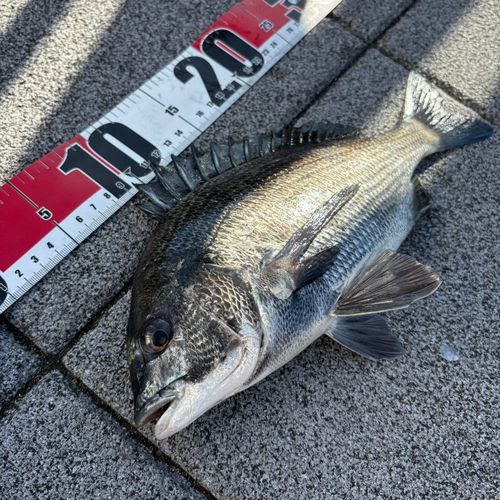 クロダイの釣果