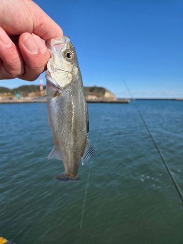 セイゴ（マルスズキ）の釣果