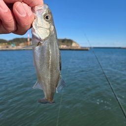 セイゴ（マルスズキ）