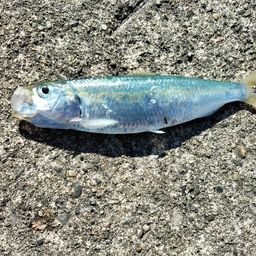 カタボシイワシ