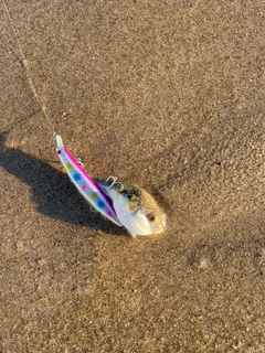 クサフグの釣果