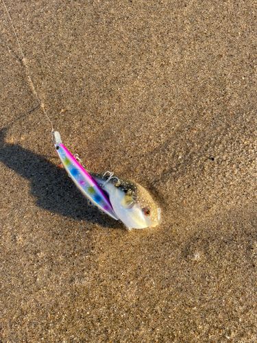 クサフグの釣果