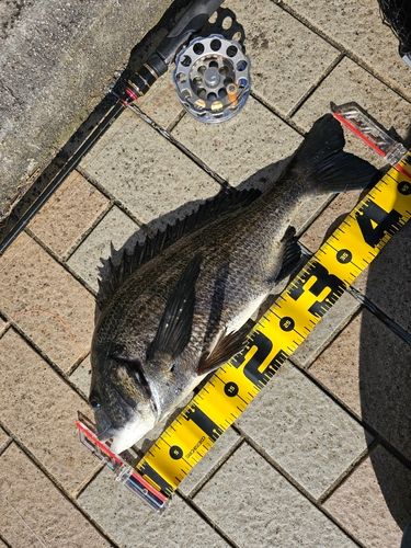 クロダイの釣果