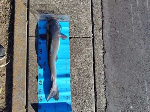 アメリカンキャットフィッシュの釣果