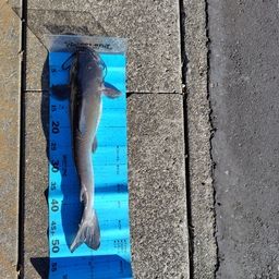 アメリカンキャットフィッシュ