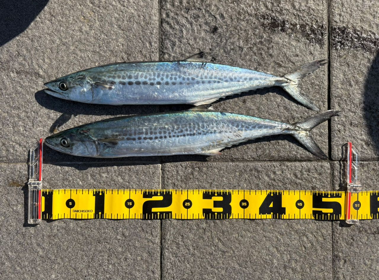 SHIMANO 19コルトスナイパー SS S96MHの最安値・インプレ・釣果 | 本音